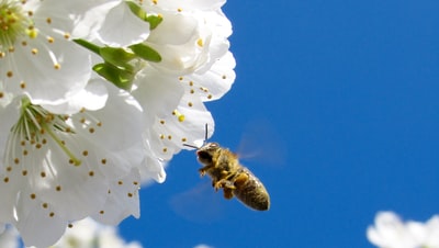 白天黄黑相间的黄蜂在白花旁飞翔